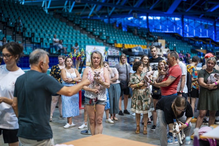 Międzynarodowa wystawa kotów rasowych w hali Orbita we Wrocławiu, 7-8 września 2024